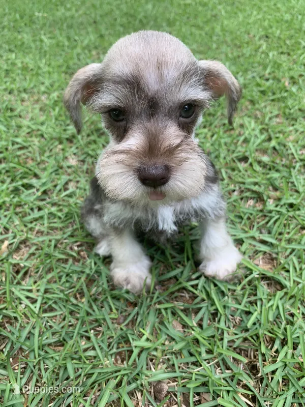 Emma – Miniature Schnauzer puppy for sale in Cullman, AL