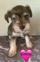 Emma, a female Miniature Schnauzer for sale in Cullman, AL – Photo 2 of 3