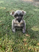 Purple, a female Miniature Schnauzer for sale in Cullman, AL – 6 of 7