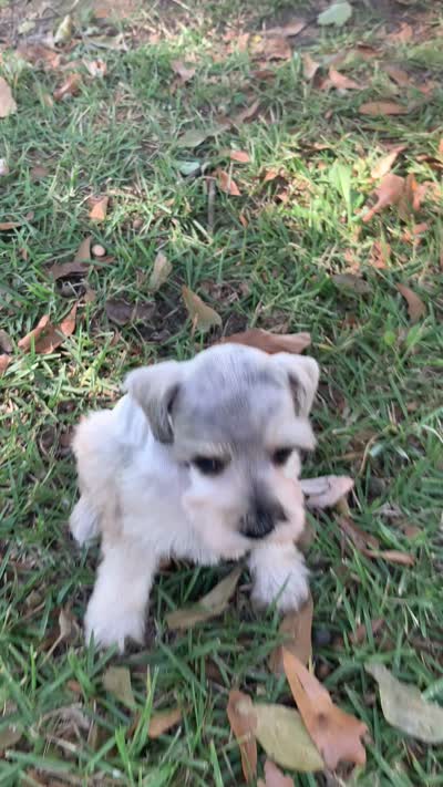 Dolly, a female Miniature Schnauzer for sale in Cullman, AL – 9 of 9
