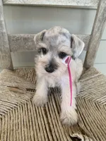 Dolly, a female Miniature Schnauzer for sale in Cullman, AL – 2 of 9