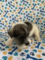 Bama, a female Miniature Schnauzer for sale in Cullman, AL – 3 of 5