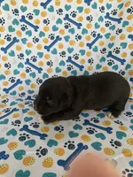 Lucy, a female Miniature Schnauzer for sale in Cullman, AL – 3 of 6