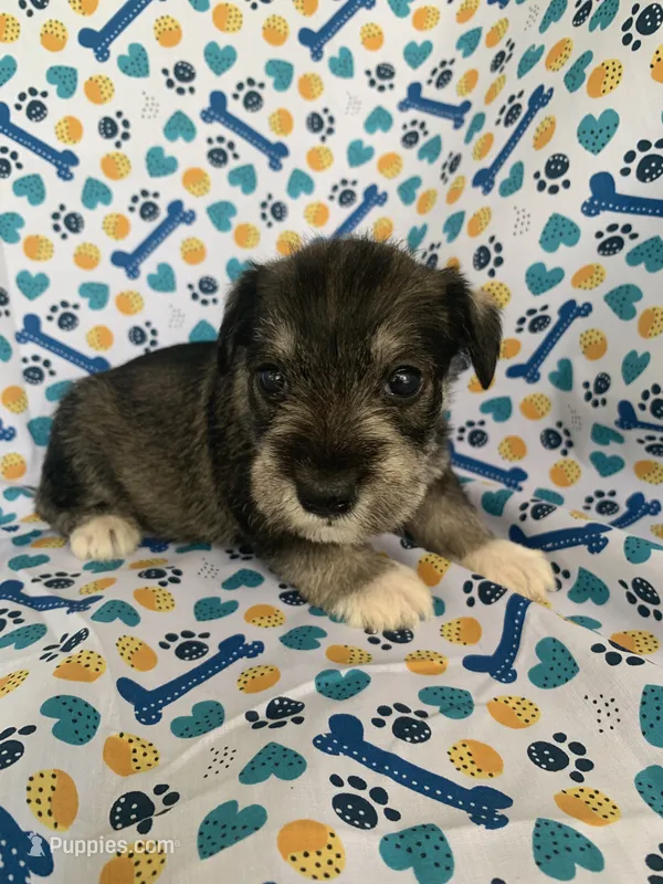 Dolly – Miniature Schnauzer puppy for sale in Cullman, AL