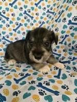 Dolly, a female Miniature Schnauzer for sale in Cullman, AL – 1 of 6