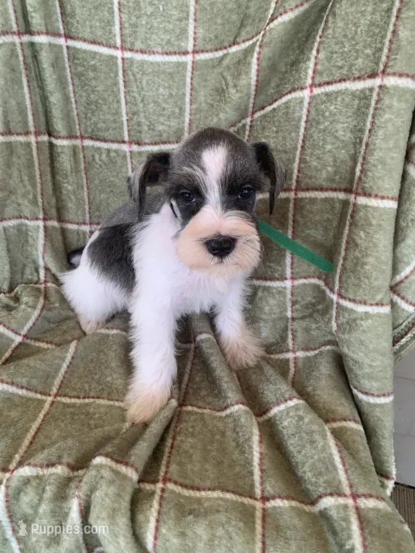Green – Miniature Schnauzer puppy for sale in Cullman, AL