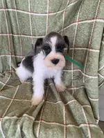 Green, a male Miniature Schnauzer for sale in Cullman, AL – 1 of 5