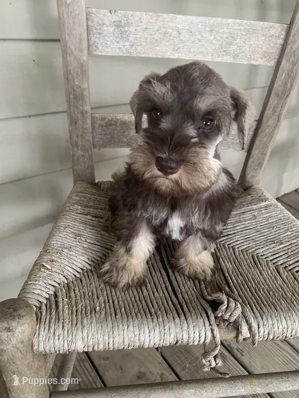 Abby – Miniature Schnauzer puppy for sale in Cullman, AL