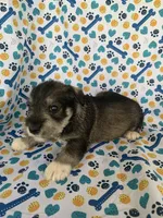 Dolly, a female Miniature Schnauzer for sale in Cullman, AL – 3 of 6
