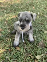 Ellie, a female Miniature Schnauzer for sale in Cullman, AL – 5 of 7