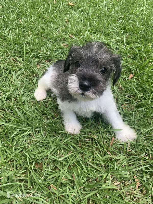 Gus – Miniature Schnauzer puppy for sale in Cullman, AL