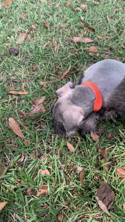 Orange, a male Miniature Schnauzer for sale in Cullman, AL – 6 of 6