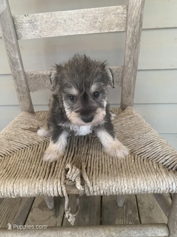 Heidi – Miniature Schnauzer puppy for sale in Cullman, AL