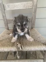 Heidi, a female Miniature Schnauzer for sale in Cullman, AL – 1 of 5