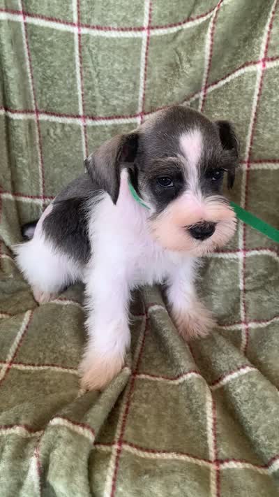 Green, a male Miniature Schnauzer for sale in Cullman, AL – 5 of 5