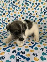 Bama, a female Miniature Schnauzer for sale in Cullman, AL – 2 of 5