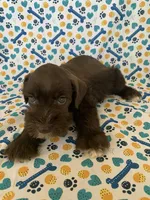 Callie, a female Miniature Schnauzer for sale in Cullman, AL – 4 of 8