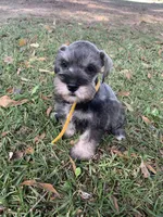 Yellow, a male Miniature Schnauzer for sale in Cullman, AL – 2 of 5