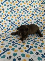 June , a female Miniature Schnauzer for sale in Cullman, AL – 5 of 5