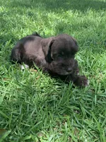 Callie, a female Miniature Schnauzer for sale in Cullman, AL – 5 of 8