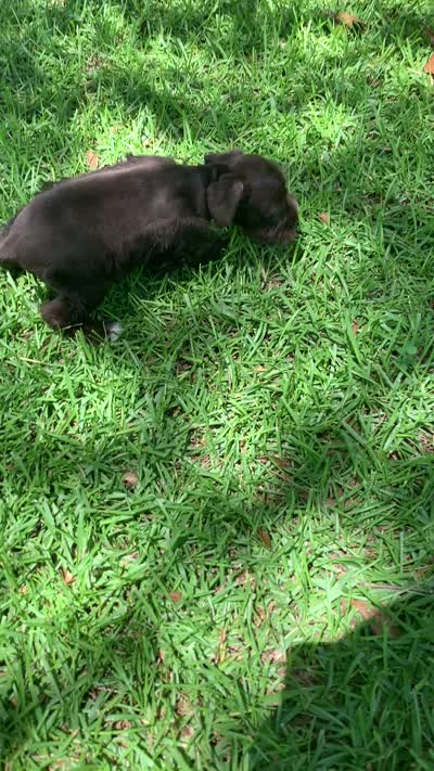 Callie, a female Miniature Schnauzer for sale in Cullman, AL – 8 of 8