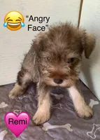 Remi, a female Miniature Schnauzer for sale in Cullman, AL – Photo 2 of 4