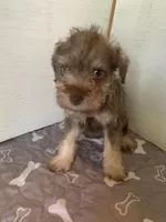 Remi, a female Miniature Schnauzer for sale in Cullman, AL – Photo 4 of 4