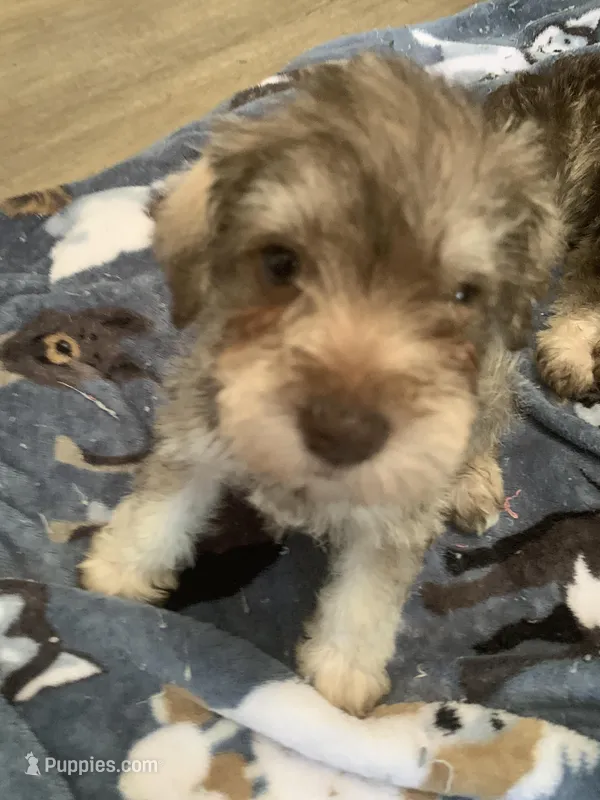 Remi – Miniature Schnauzer puppy for sale in Cullman, AL