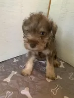 Remi, a female Miniature Schnauzer for sale in Cullman, AL – Photo 3 of 4