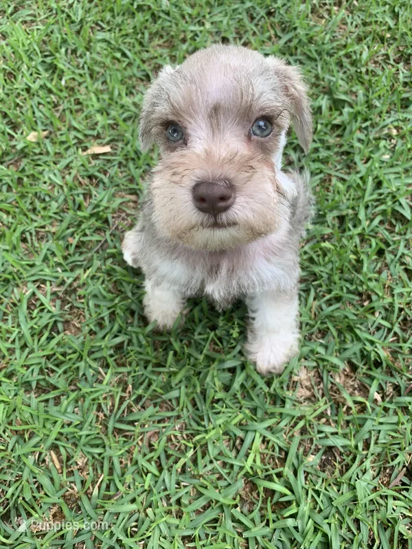 Remi – Miniature Schnauzer puppy for sale in Cullman, AL
