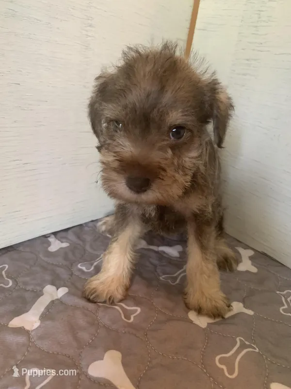 Remi – Miniature Schnauzer puppy for sale in Cullman, AL