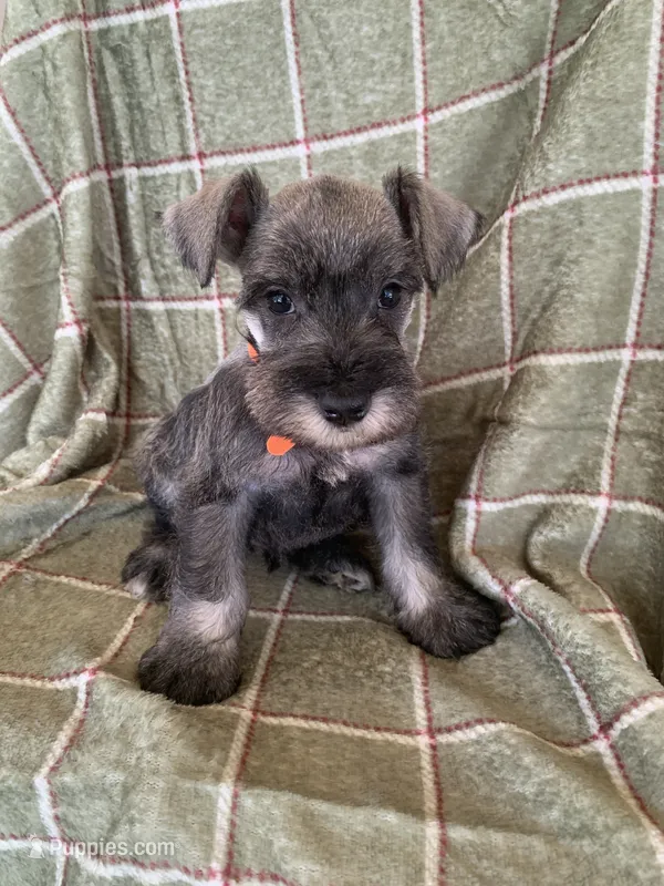 Orange – Miniature Schnauzer puppy for sale in Cullman, AL