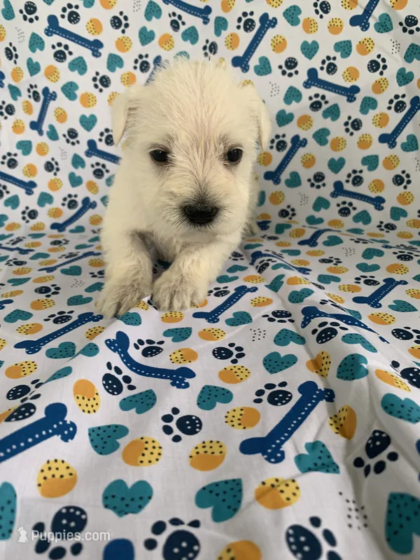 Allie – Miniature Schnauzer puppy for sale in Cullman, AL