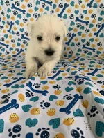 Allie, a female Miniature Schnauzer for sale in Cullman, AL – 1 of 5