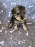 Annie, a female Miniature Schnauzer for sale in Cullman, AL – Photo 5 of 6