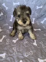 Annie, a female Miniature Schnauzer for sale in Cullman, AL – Photo 4 of 6