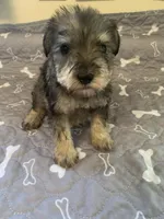 Annie, a female Miniature Schnauzer for sale in Cullman, AL – Photo 6 of 6
