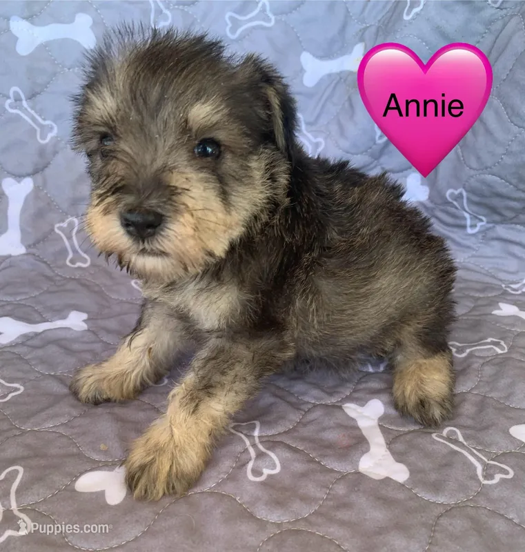 Annie – Miniature Schnauzer puppy for sale in Cullman, AL