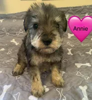 Annie, a female Miniature Schnauzer for sale in Cullman, AL – Photo 2 of 6