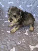 Annie, a female Miniature Schnauzer for sale in Cullman, AL – Photo 3 of 6
