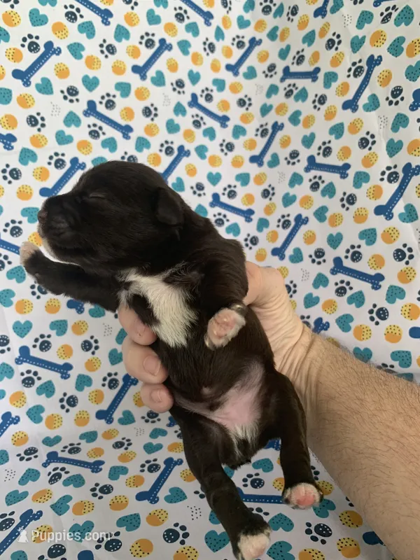 Hershey – Miniature Schnauzer puppy for sale in Cullman, AL