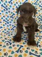 Callie, a female Miniature Schnauzer for sale in Cullman, AL – 1 of 8