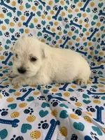 Allie, a female Miniature Schnauzer for sale in Cullman, AL – 3 of 5
