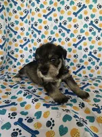 Ellie, a female Miniature Schnauzer for sale in Cullman, AL – 3 of 5