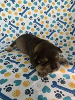 Reba, a female Miniature Schnauzer for sale in Cullman, AL – 5 of 6