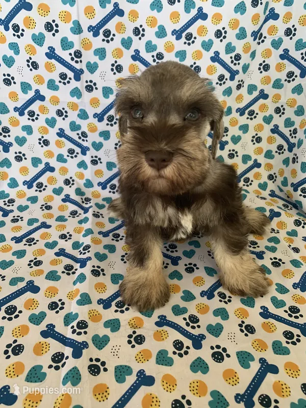 Abby – Miniature Schnauzer puppy for sale in Cullman, AL