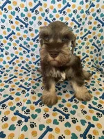 Abby, a female Miniature Schnauzer for sale in Cullman, AL – 1 of 8
