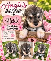 Heidi, a female Miniature Schnauzer for sale in Cullman, AL – 5 of 5