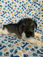 Gus, a male Miniature Schnauzer for sale in Cullman, AL – 3 of 5