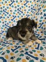 Dolly, a female Miniature Schnauzer for sale in Cullman, AL – 4 of 6